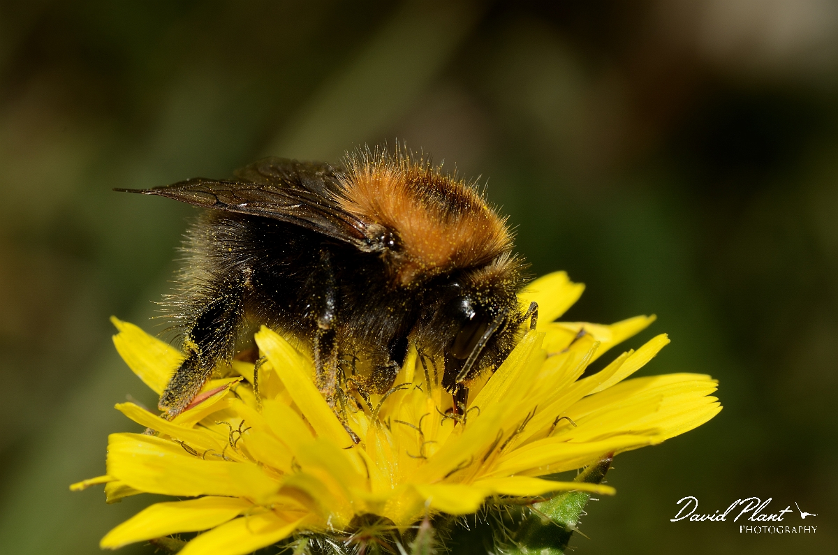 David Plant Photography - Wildlife Photography - Tree bumblebee, Bombus hypnorum - C.jpg - Tree bumblebee, Bombus hypnorum - Essex
