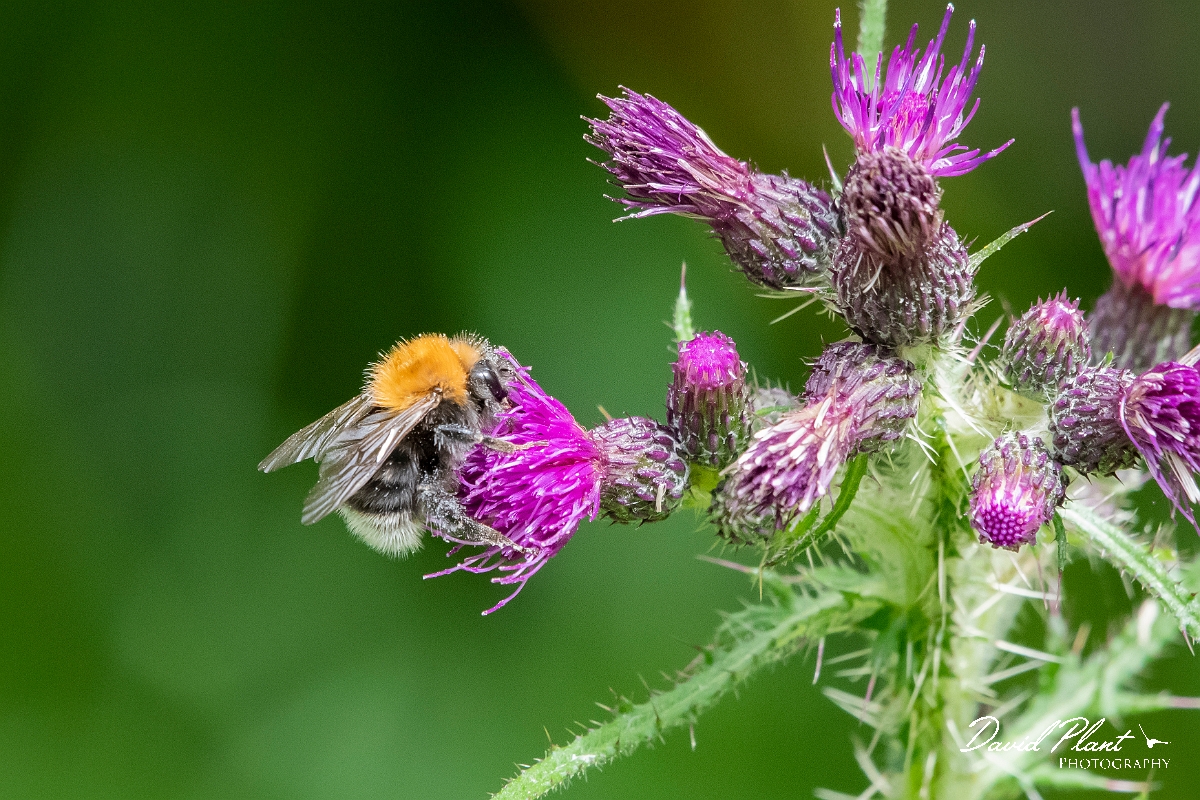 David Plant Photography - Wildlife Photography - Tree bumblebee, Bombus hypnorum - D.jpg - Tree bumblebee, Bombus hypnorum - Oxfordshire