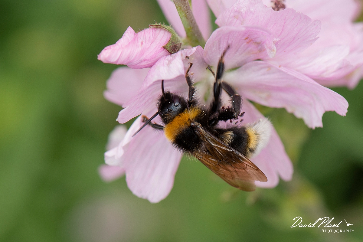 David Plant Photography - Wildlife Photography - Vestal cuckoo bee, Bombus vestalis - C.jpg - Vestal cuckoo bee, Bombus vestalis - Cotswolds