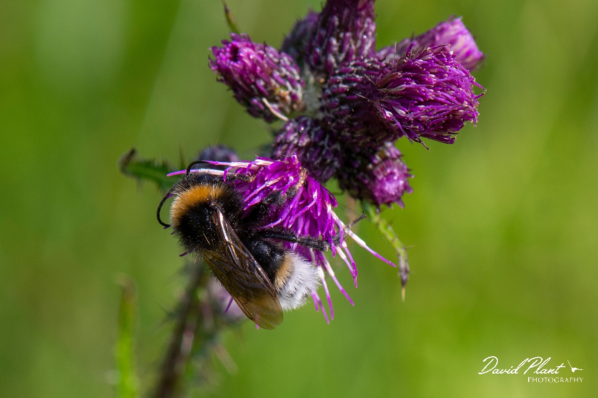 David Plant Photography - Wildlife Photography - Vestal cuckoo bee, Bombus vestalis - D.JPG - Vestal cuckoo bee, Bombus vestalis - Norfolk