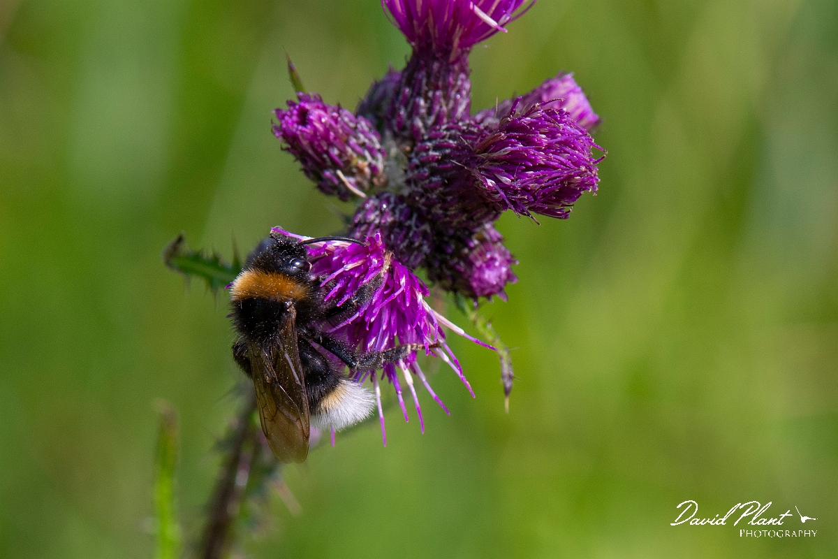 David Plant Photography - Wildlife Photography - Vestal cuckoo bee, Bombus vestalis - E.JPG - Vestal cuckoo bee, Bombus vestalis - Norfolk