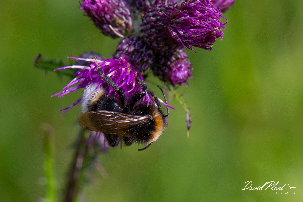 David Plant Photography - Wildlife Photography - Vestal cuckoo bee, Bombus vestalis - G.JPG - Vestal cuckoo bee, Bombus vestalis - Norfolk