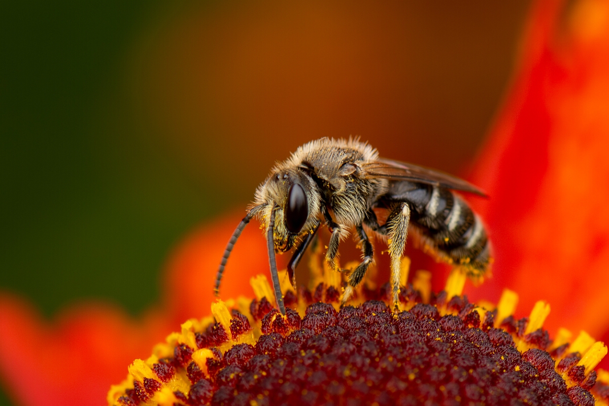 David Plant Photography - Wildlife Photography - White-banded sweat bee, Lasioglossum leucozonium - A.jpg - White-banded sweat bee, Lasioglossum leucozonium - Cotswolds