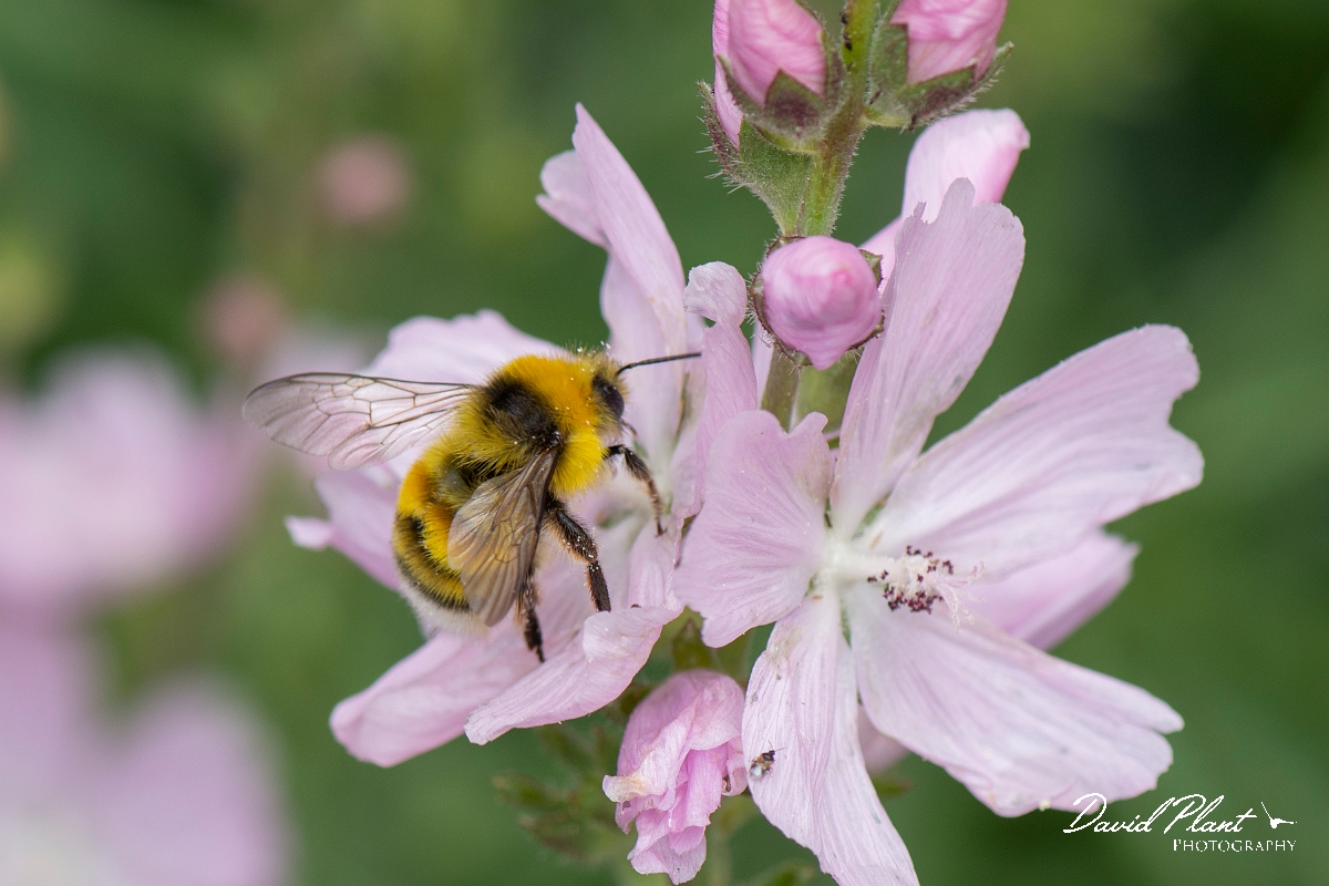 David Plant Photography - Wildlife Photography - White-tailed bumblebee, Bombus lucorum - A.jpg - White-tailed bumblebee, Bombus lucorum -  Cotswolds