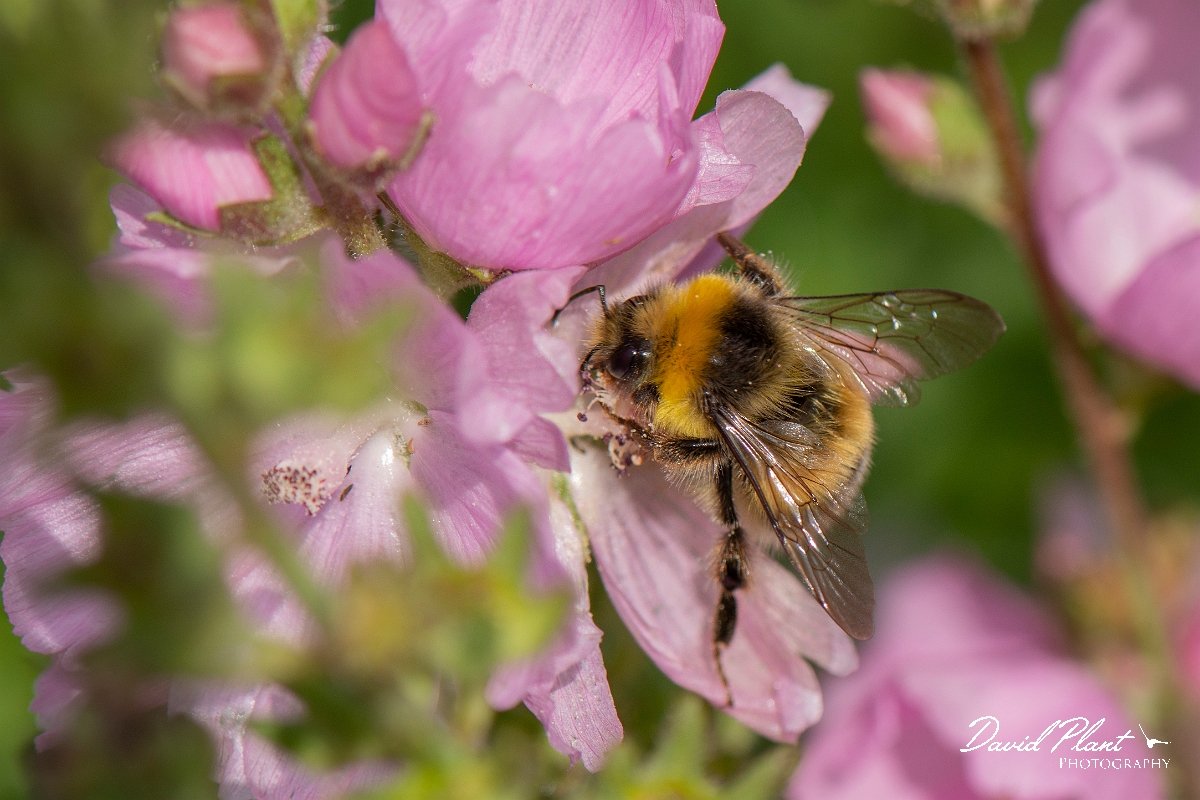 David Plant Photography - Wildlife Photography - White-tailed bumblebee, Bombus lucorum - B.jpg - White-tailed bumblebee, Bombus lucorum -  Cotswolds