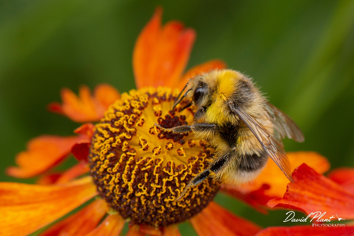 David Plant Photography - Wildlife Photography - White-tailed bumblebee, Bombus lucorum - C.jpg - White-tailed bumblebee, Bombus lucorum -  Cotswolds