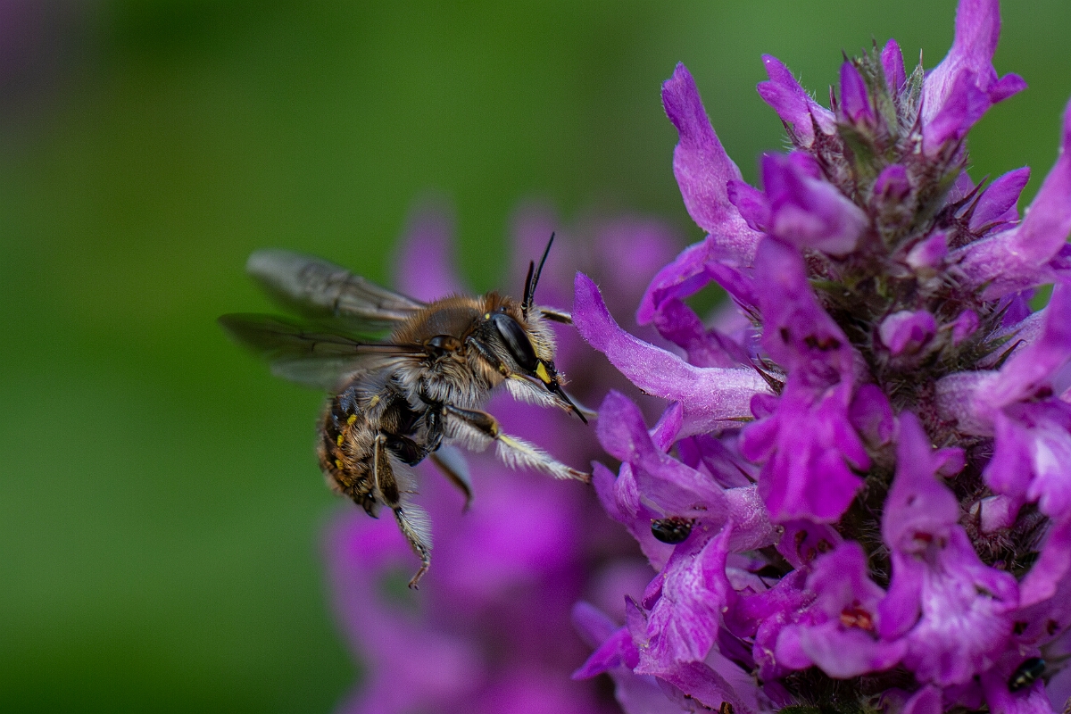 David Plant Photography - Wildlife Photography - Wool carder bee, Anthidium manicatum - B.jpg - Wool carder bee, Anthidium manicatum - Cotswolds