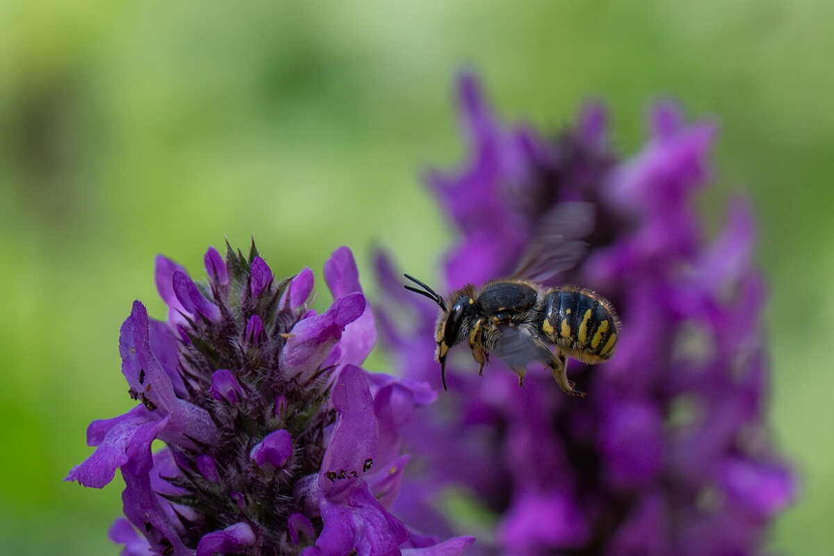 David Plant Photography - Wildlife Photography - Wool carder bee, Anthidium manicatum - C.jpg - Wool carder bee, Anthidium manicatum - Cotswolds
