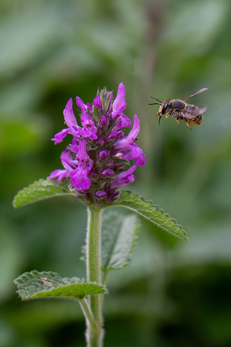 David Plant Photography - Wildlife Photography - Wool carder bee, Anthidium manicatum - D.jpg - Wool carder bee, Anthidium manicatum - Cotswolds