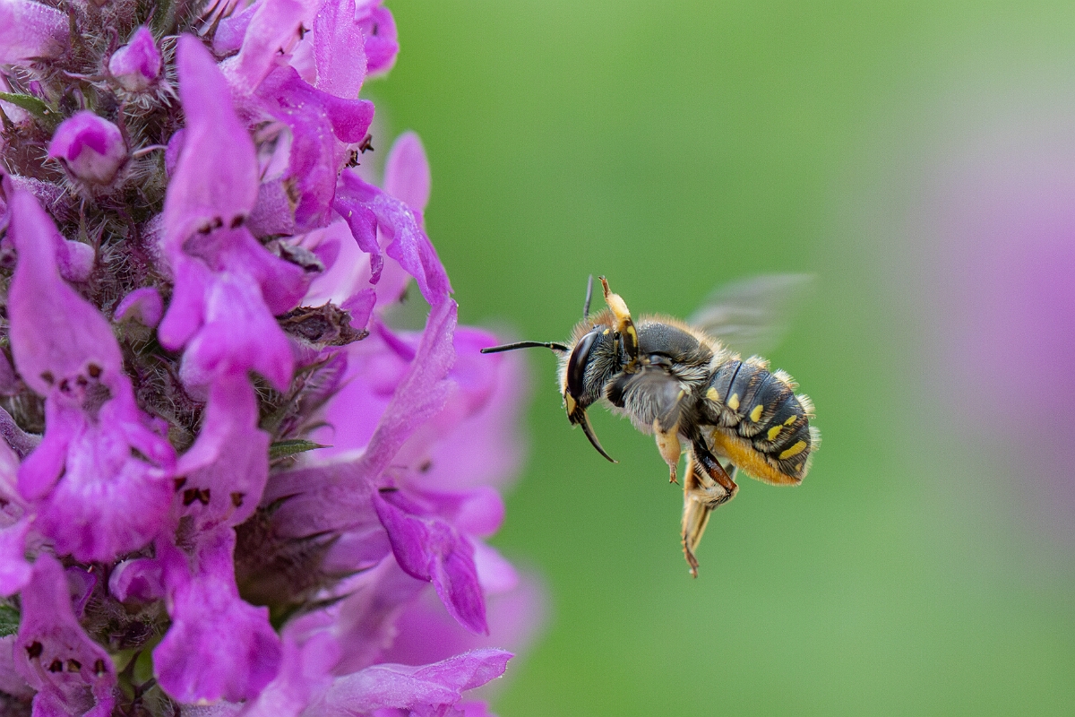 David Plant Photography - Wildlife Photography - Wool carder bee, Anthidium manicatum - F.jpg - Wool carder bee, Anthidium manicatum - Cotswolds