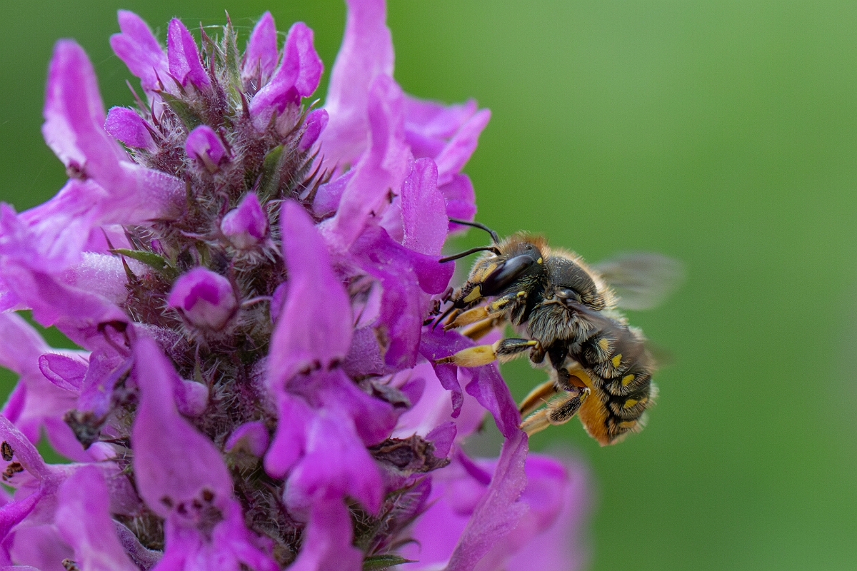 David Plant Photography - Wildlife Photography - Wool carder bee, Anthidium manicatum - I.jpg - Wool carder bee, Anthidium manicatum - Cotswolds