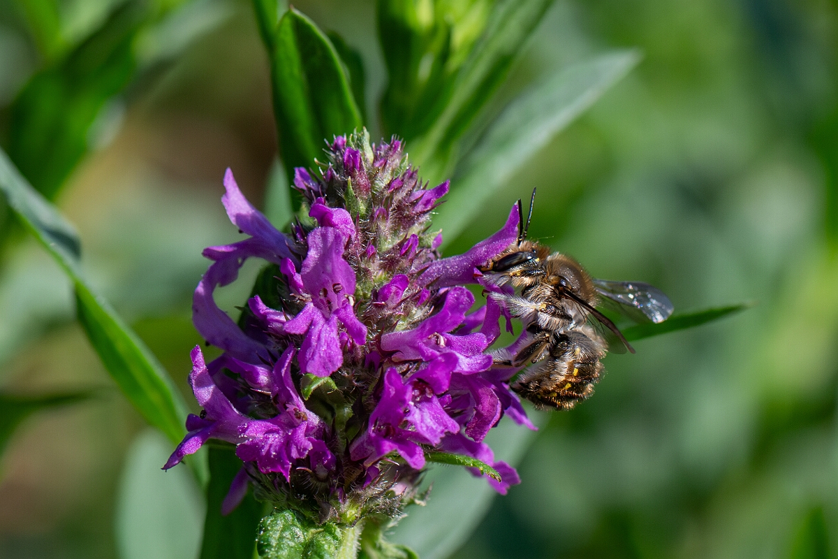 David Plant Photography - Wildlife Photography - Wool carder bee, Anthidium manicatum - J.jpg - Wool carder bee, Anthidium manicatum - Cotswolds