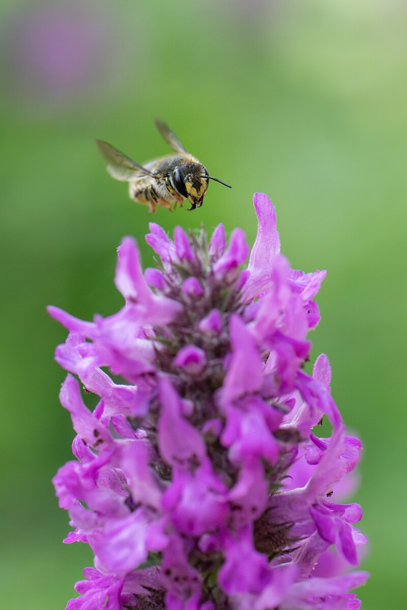 David Plant Photography - Wildlife Photography - Wool carder bee, Anthidium manicatum - K.jpg - Wool carder bee, Anthidium manicatum - Cotswolds