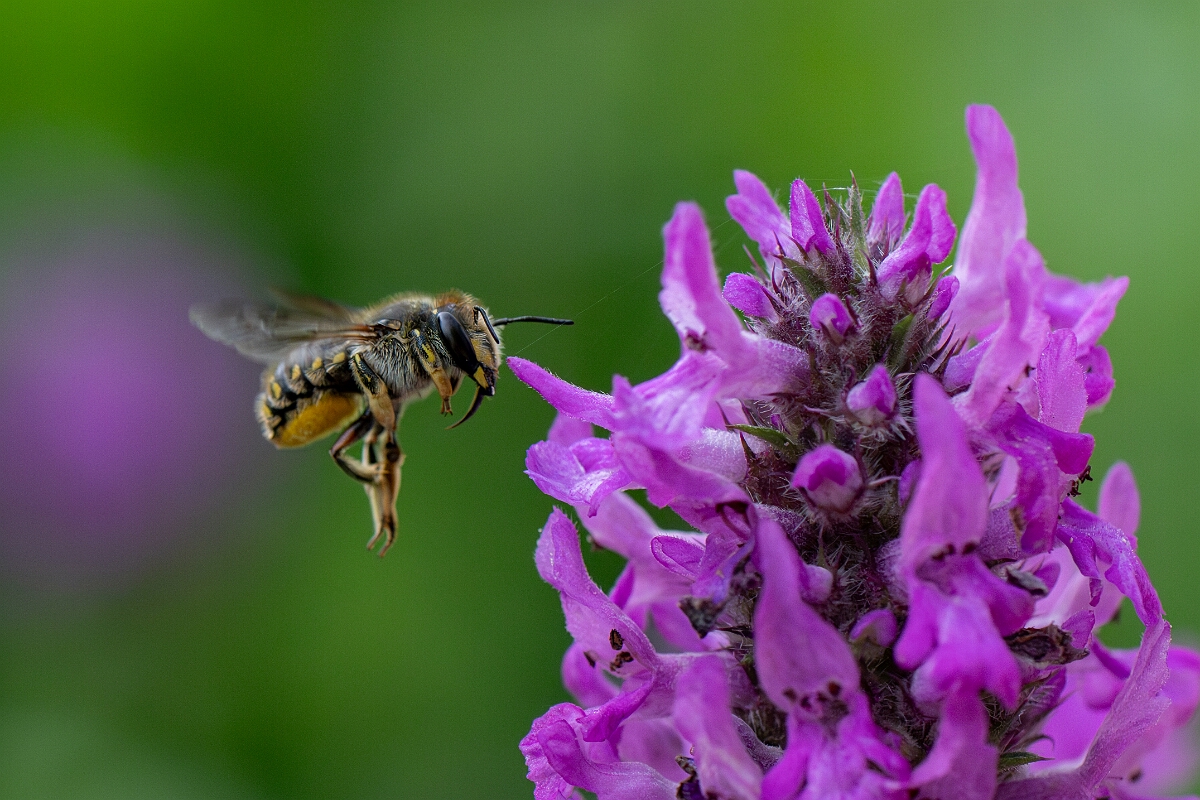 David Plant Photography - Wildlife Photography - Wool carder bee, Anthidium manicatum - L.jpg - Wool carder bee, Anthidium manicatum - Cotswolds