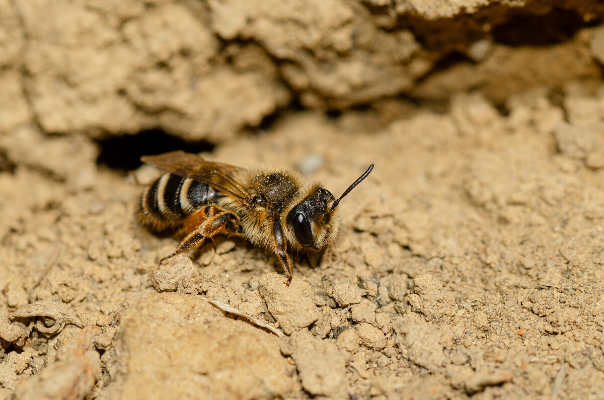 David Plant Photography - Wildlife Photography - Yellow-legged mining bee, Andrena flavipes - B.jpg - Yellow-legged mining bee, Andrena flavipes - Warwickshire
