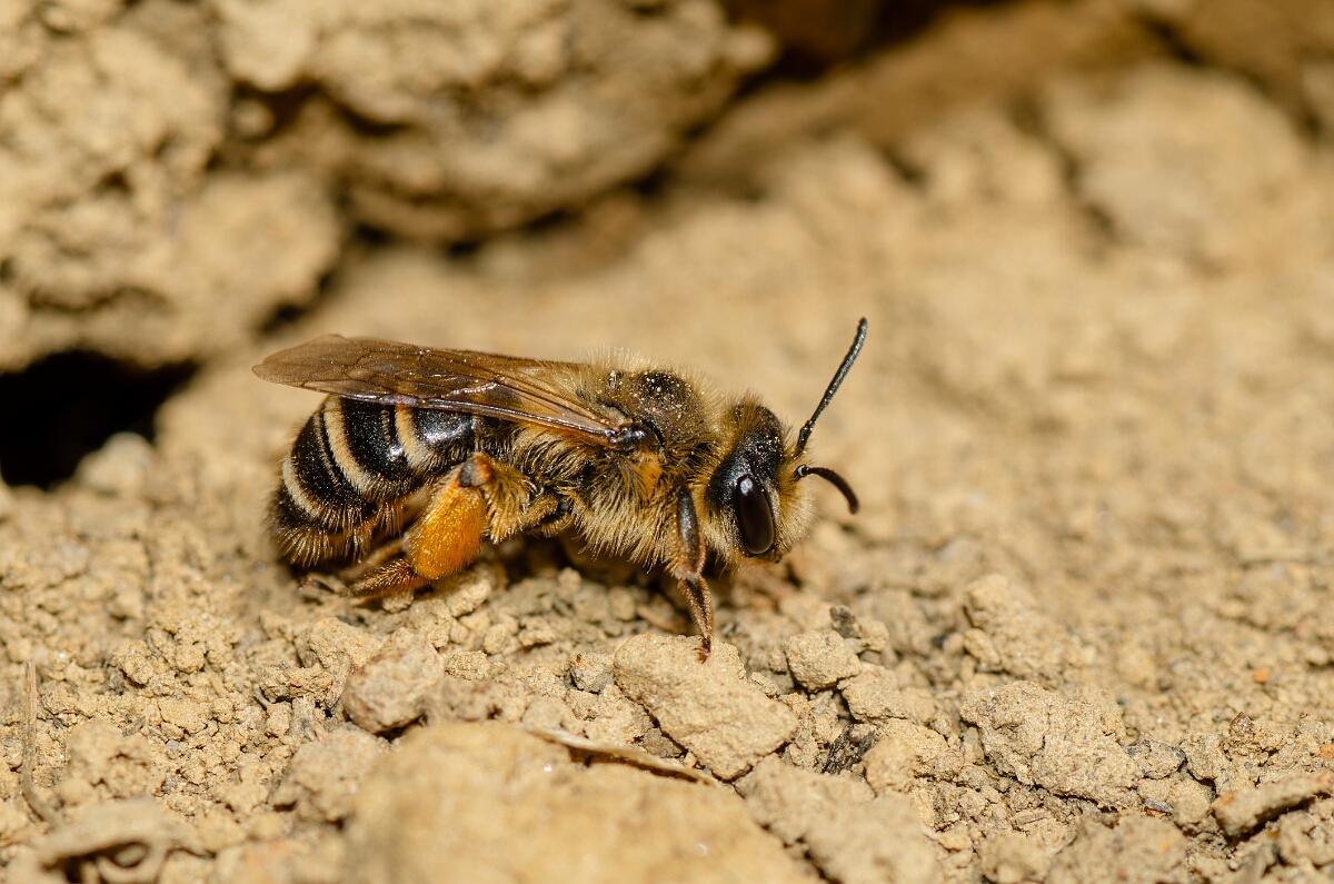 David Plant Photography - Wildlife Photography - Yellow-legged mining bee, Andrena flavipes - C.jpg - Yellow-legged mining bee, Andrena flavipes - Warwickshire