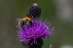 DPP - Wildlife Photography - Moss carder bee, Bombus muscorum - C