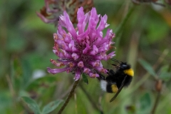 DPP - Wildlife Photography - Northern white-tailed bumblebee, Bombus magnus - A