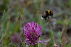 DPP - Wildlife Photography - Northern white-tailed bumblebee, Bombus magnus - B