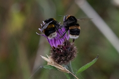 DPP - Wildlife Photography - Northern white-tailed bumblebee, Bombus magnus - C
