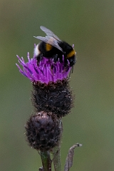DPP - Wildlife Photography - Northern white-tailed bumblebee, Bombus magnus - D