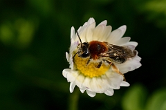David Plant Photography - Wildlife Photographer - Andrena haemorrhoa - B