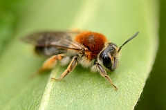 David Plant Photography - Wildlife Photographer - Andrena haemorrhoa - C