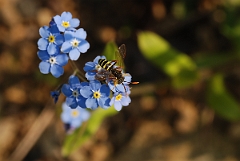David Plant Photography - Wildlife Photographer - Nomada goodeniana