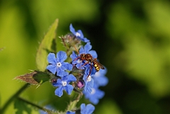 David Plant Photography - Wildlife Photographer - Nomada ruficornis - C