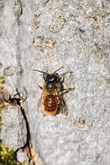 David Plant Photography - Wildlife Photographer - Osmia rufa