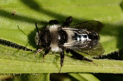 David Plant Photography - Wildlife Photography - Andrena cineraria - B