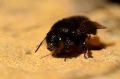 David Plant Photography - Wildlife Photography - Anthophora plumipes - B