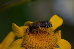 David Plant Photography - Wildlife Photography - Bare-saddled cellophane bee, Colletes similis - A