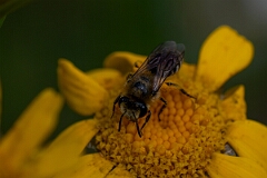 David Plant Photography - Wildlife Photography - Bare-saddled cellophane bee, Colletes similis - B