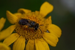 David Plant Photography - Wildlife Photography - Bare-saddled cellophane bee, Colletes similis - C
