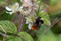 David Plant Photography - Wildlife Photography - Bilberry bumblebee, Bombus monticola - A