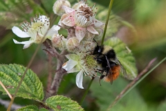 David Plant Photography - Wildlife Photography - Bilberry bumblebee, Bombus monticola - B