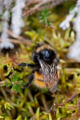 David Plant Photography - Wildlife Photography - Bilberry bumblebee, Bombus monticola - D