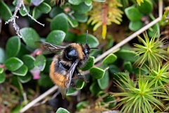 David Plant Photography - Wildlife Photography - Bilberry bumblebee, Bombus monticola - E