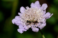 David Plant Photography - Wildlife Photography - Bloomed furrow bee, Lasioglossum albipes - A