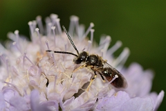 David Plant Photography - Wildlife Photography - Bloomed furrow bee, Lasioglossum albipes - B