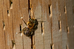 David Plant Photography - Wildlife Photography - Blue mason bee, Osmia caerulescens - D