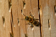 David Plant Photography - Wildlife Photography - Blue mason bee, Osmia caerulescens - E