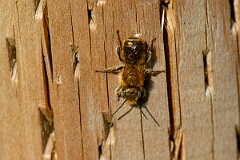 David Plant Photography - Wildlife Photography - Blue mason bee, Osmia caerulescens - F