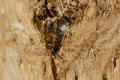 David Plant Photography - Wildlife Photography - Blue mason bee, Osmia caerulescens - G