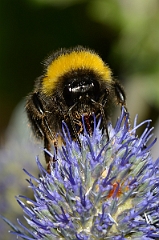 David Plant Photography - Wildlife Photography - Buff-tailed bumblebee, Bombus terrestris - B