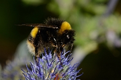 David Plant Photography - Wildlife Photography - Buff-tailed bumblebee, Bombus terrestris - C