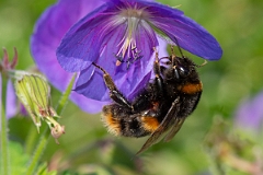 David Plant Photography - Wildlife Photography - Buff-tailed bumblebee, Bombus terrestris - D