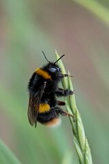 David Plant Photography - Wildlife Photography - Buff-tailed bumblebee, Bombus terrestris - F