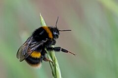 David Plant Photography - Wildlife Photography - Buff-tailed bumblebee, Bombus terrestris - G